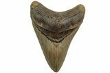 Fossil Megalodon Tooth - North Carolina #226479-1